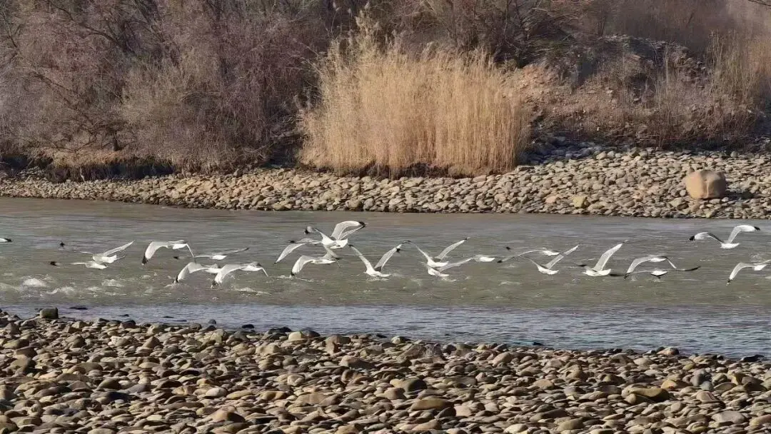 “冬春游兰州·乐享新生活”-十条主题线路,带您畅游兰州