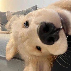 柠檬汽水的头像